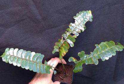 26-06-25 WYSIWYG Lindsaea doryphora - iridescent fern, large specimen