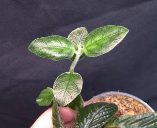 26-06-25 WYSIWYG Cosmianthemum sp. Green - new release
