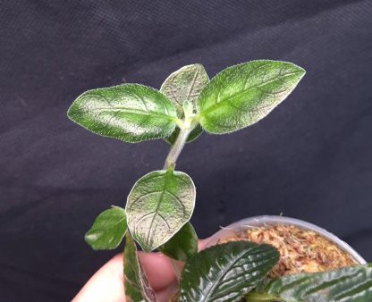 26-06-25 WYSIWYG Cosmianthemum sp. Green - new release