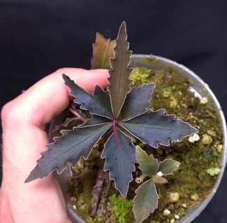 26-06-25 WYSIWYG Labisia sp. Ferny - selected specimen
