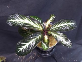 26-06-25 WYSIWYG Henckelia (Codonoboea) amoena - flowering size specimen
