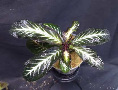 26-06-25 WYSIWYG Henckelia (Codonoboea) amoena - flowering size specimen