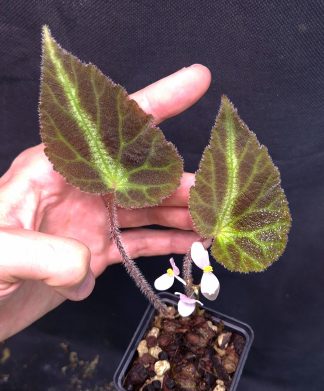 26-06-25 WYSIWYG Begonia sp. Huu Lien - flowering specimen