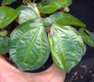 26-06-25 WYSIWYG Sonerila sp. Petikah - iridescent species, selected large specimen