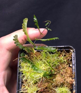 26-06-25 WYSIWYG Teratophyllum sp. - unique vining fern