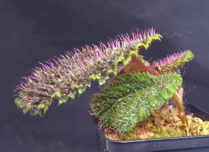 - Begonia sp. Timika - rare species