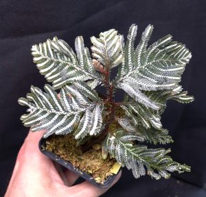 Selaginella picta for sale