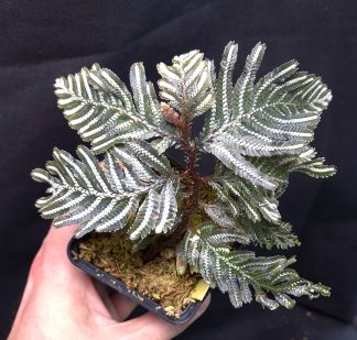 Selaginella picta for sale