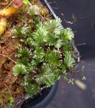 3-07-25 WYSIWYG Crepidomanes minutum - truly miniature fern