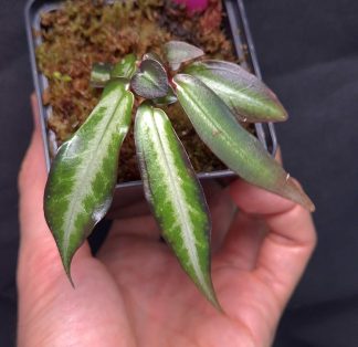 3-07-25 WYSIWYG Sonerila sp. Long Line - dark form