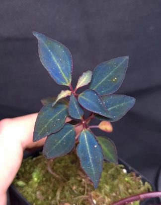 3-07-25 WYSIWYG Sarcopyramis sp. Sumatra Blue - large double specimen