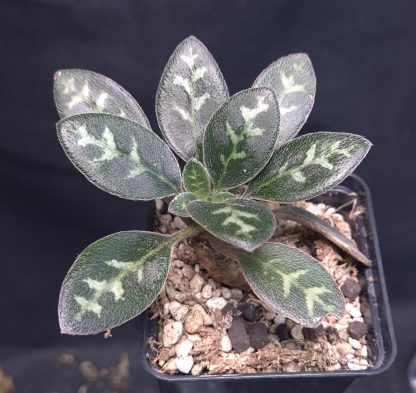 3-07-25 WYSIWYG Primulina sp. Tran Yen - big specimen, new species