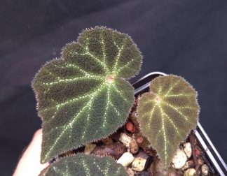 3-07-25 WYSIWYG Begonia sp. aff. U665 (green form) - top rarity, new species