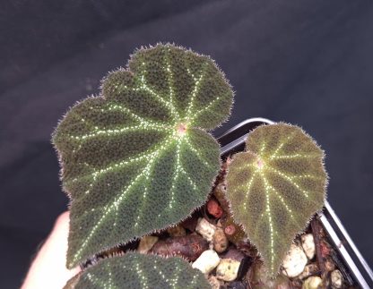 3-07-25 WYSIWYG Begonia sp. aff. U665 (green form) - top rarity, new species