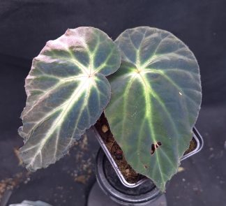 3-07-25 WYSIWYG Begonia sp. Thuan Chau (Vietnam) - new, undescribed, iridescent species