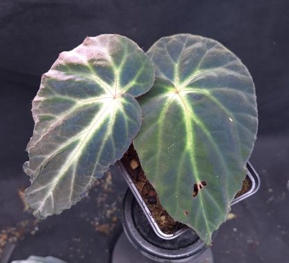 3-07-25 WYSIWYG Begonia sp. Thuan Chau (Vietnam) - new, undescribed, iridescent species
