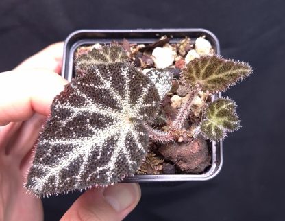 3-07-25 WYSIWYG Begonia sp. U665 (Vietnam) - top rarity