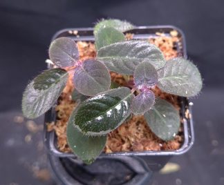 3-07-25 WYSIWYG Codonoboea cf. pumila - double specimen