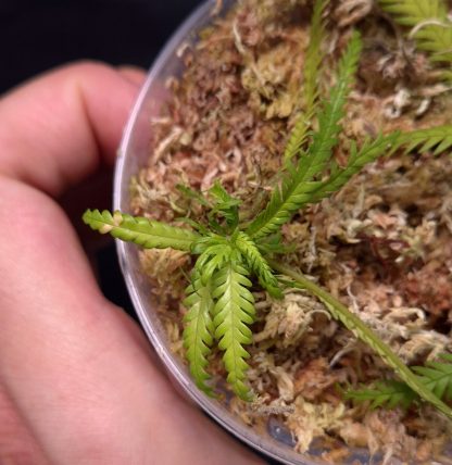 3-07-25 WYSIWYG Codonoboea dentata - fern-like rare Gesneriad