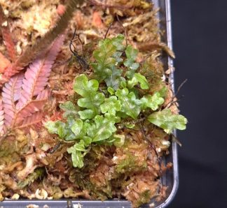 3-07-25 WYSIWYG Teratophyllum rotundifoliatum - rare vining fern, new release