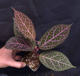 3-07-25 WYSIWYG Prestonia quinquangularis