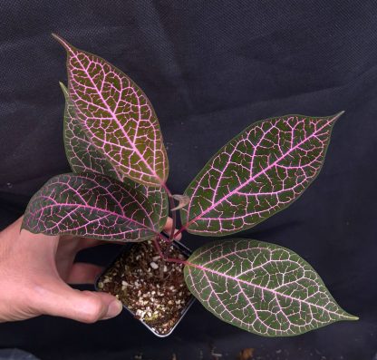 3-07-25 WYSIWYG Prestonia quinquangularis