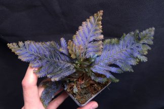 10-07-25 WYSIWYG Selaginella sp. Malaysia Ultra Blue - large stunning specimen