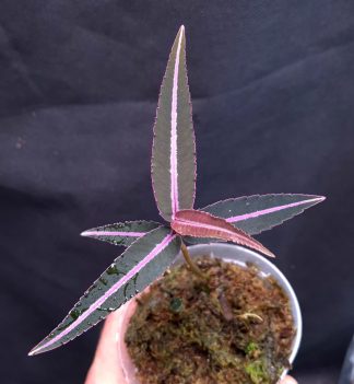 10-07-25 WYSIWYG Labisia sp. Narrow Leaves - selected specimen