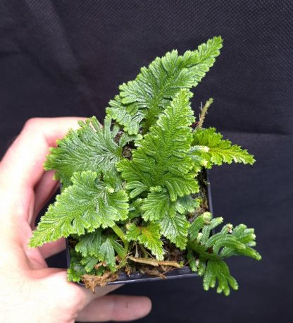 10-07-25 WYSIWYG Selaginella vogelii - new release, big clump