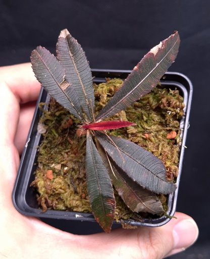 10-07-25 WYSIWYG Sauvagesia serrata - new release