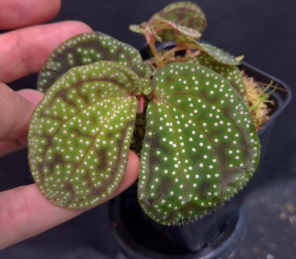 10-07-25 WYSIWYG Sonerila sp. Pink Dots