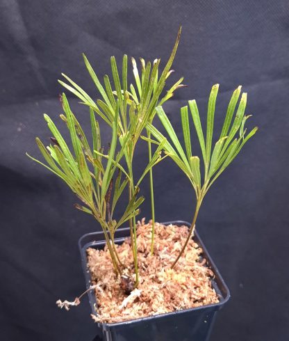 10-07-25 WYSIWYG Dipteris sp. Borneo - new release, fresh division