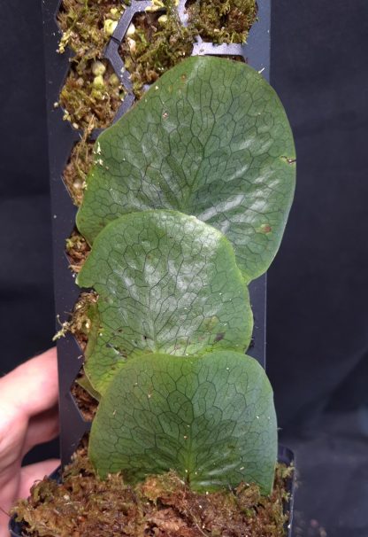 10-07-25 WYSIWYG Dendroconche linguiforme / annabellae - selected specimen