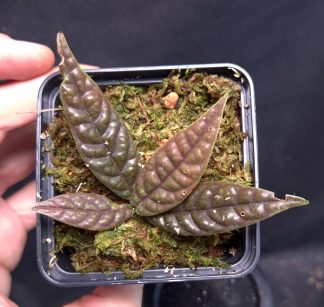 10-07-25 WYSIWYG Labisia sp. Sumatra - new release, new species