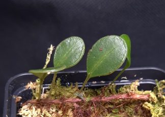 27-07-25 WYSIWYG Selliguea metacoele - miniature fern, new release
