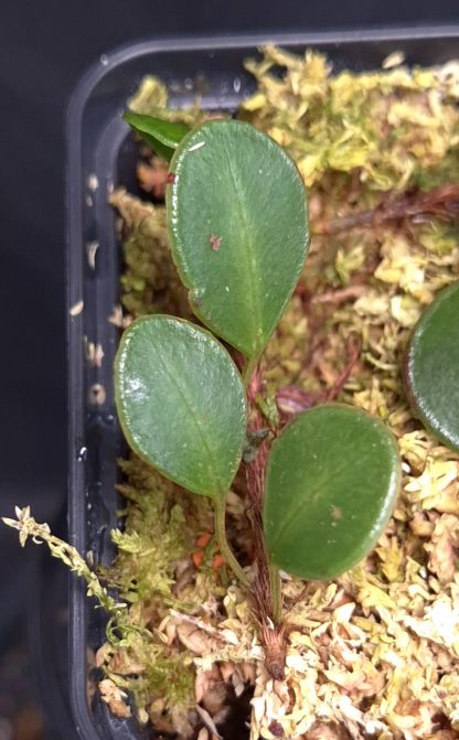 27-07-25 WYSIWYG Selliguea metacoele - miniature fern, new release - Image 2