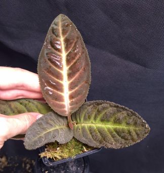 27-07-25 WYSIWYG Ardisia sp. Song Ma