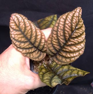 27-07-25 WYSIWYG Acranthera sp. Cao Bo (Vietnam) - new release