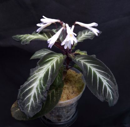 27-07-25 WYSIWYG Henckelia (Codonoboea) amoena - big flowering specimen!