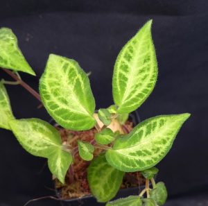 Sonerila sp. Hulu Sibau for sale