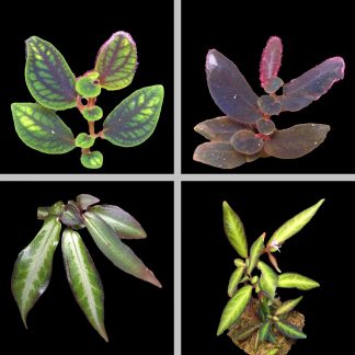 Sonerila - long-leaved