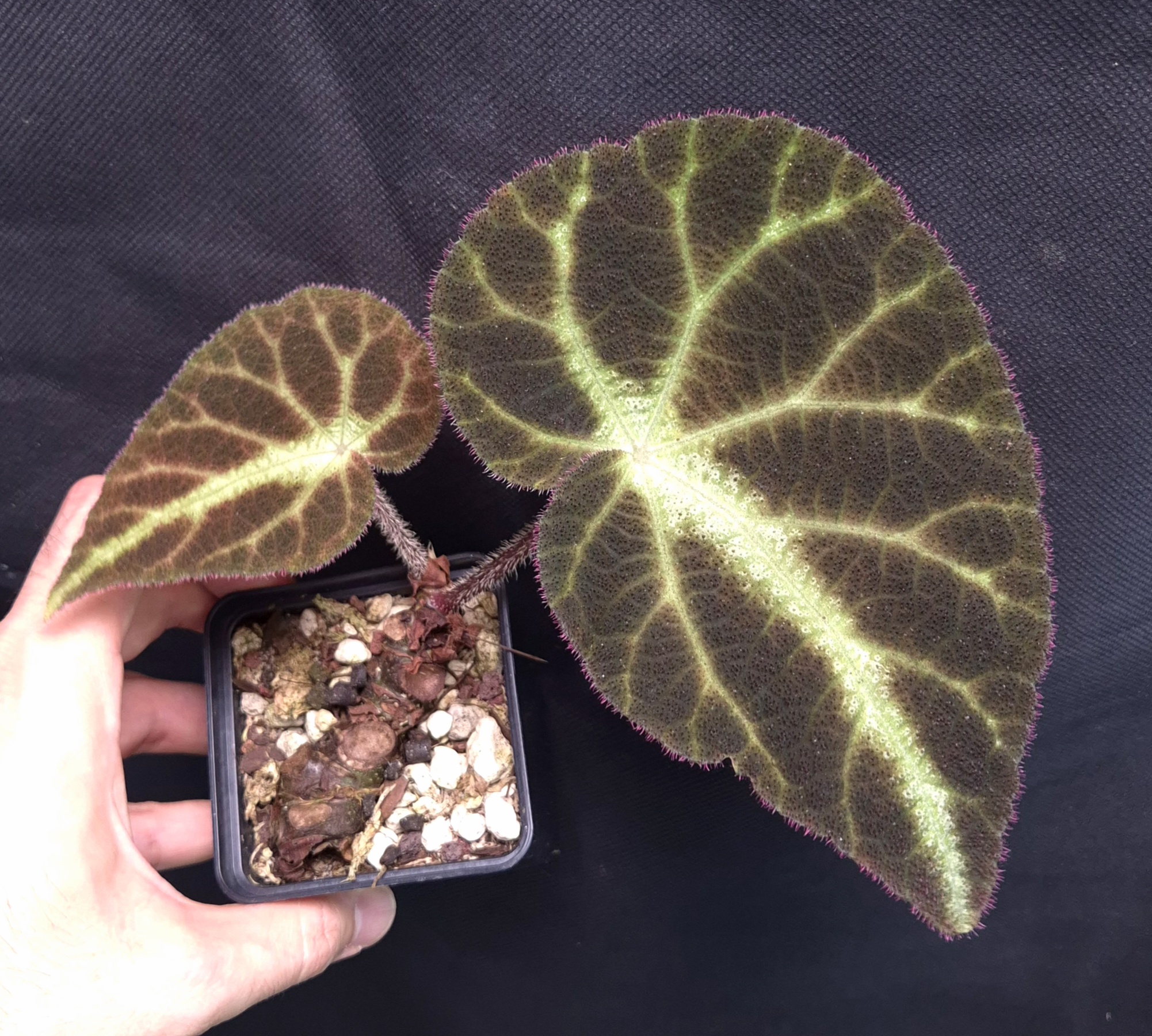 Begonia locii for sale