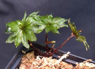 Rhodobryum giganteum - Giant Rose Moss