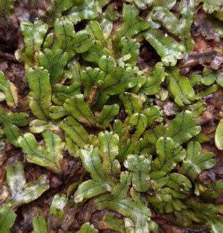 Marchantia sp. Indonesia