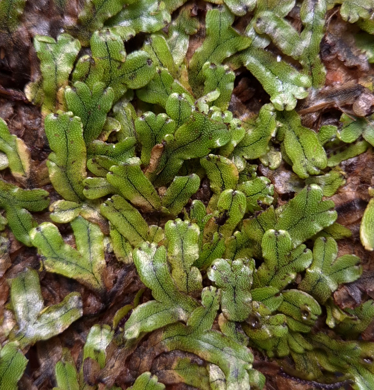 Marchantia sp. Indonesia