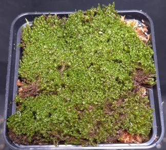 Pygmy moss (Kalimantan)