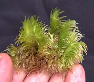 Leucobryum aff. giganteum (Indonesia)