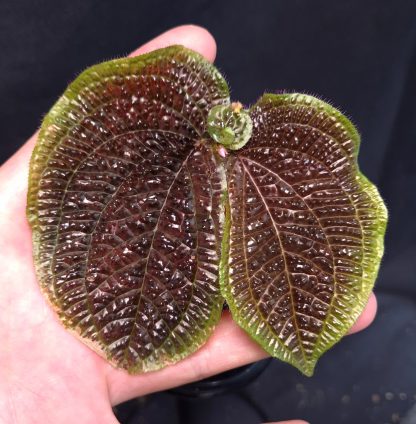 Sonerila sp. ferox for sale, unique species 1