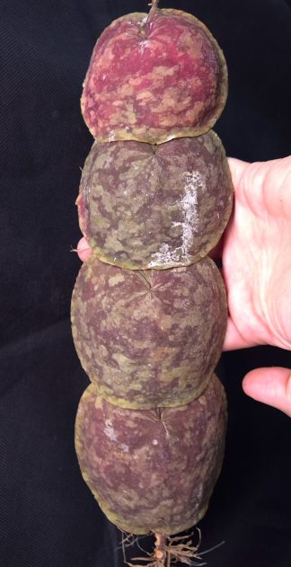 Hoya aff. maxima - red form