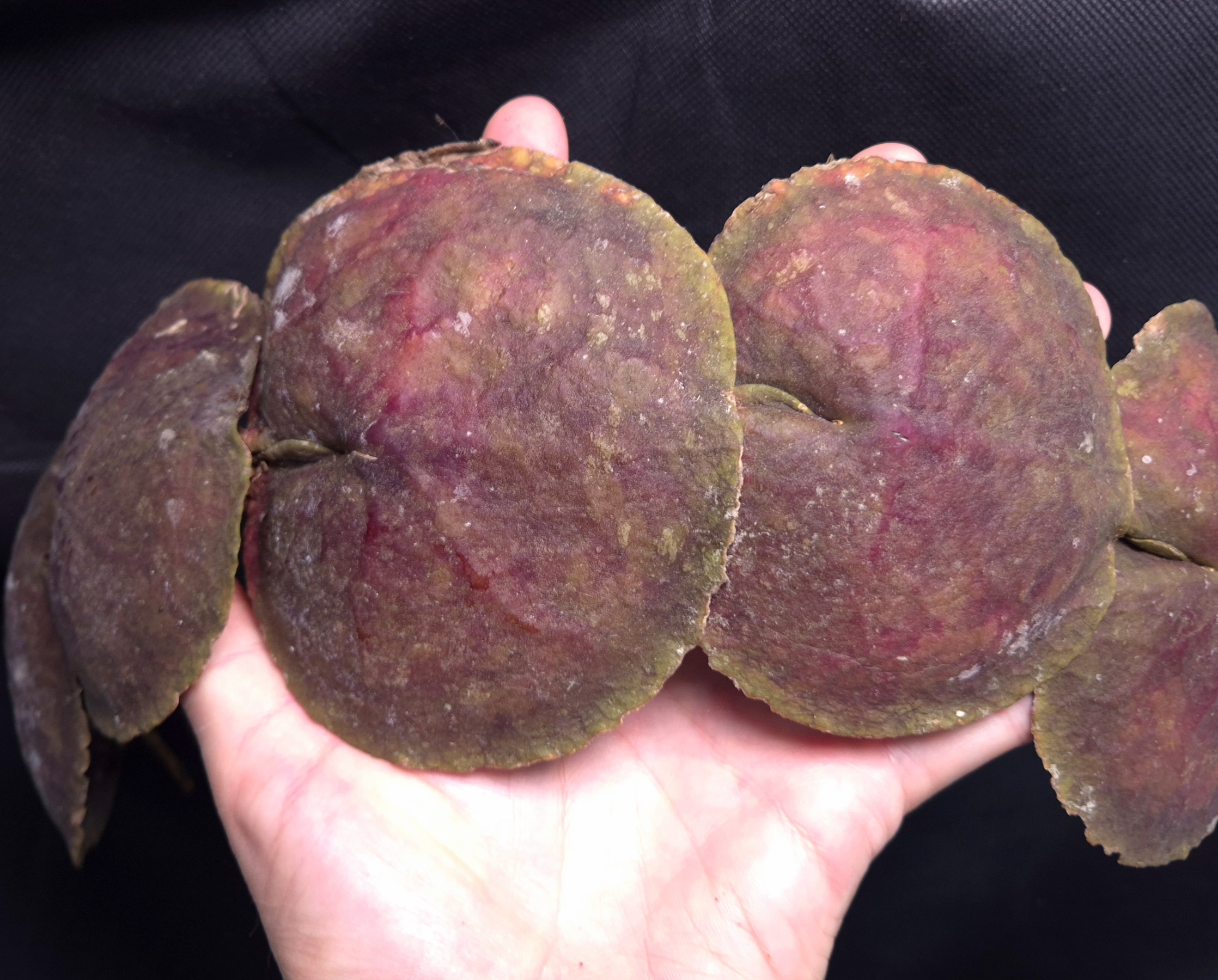 Hoya aff. maxima - red form - Image 2